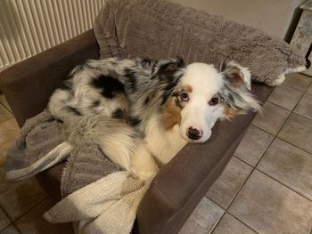 High angle portrait of dog relaxing on floor at home