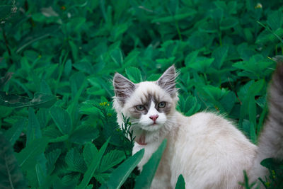 Portrait of a cat on green plants