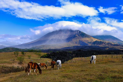 Horses grazing in meadow