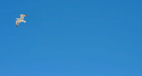 Low angle view of seagulls flying in sky