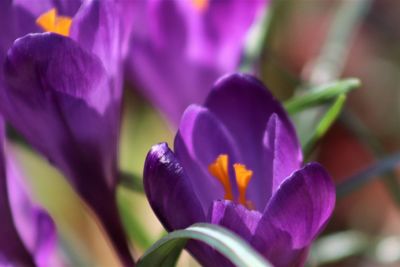 Close-up of purple crocus flower