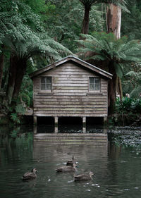 View of ducks swimming in lake