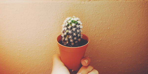 Close-up of hand holding potted plant against wall