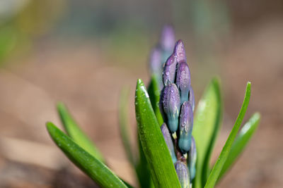 Close-up of wet flower bud