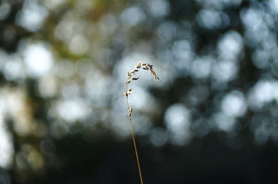 Close-up of wilted plant