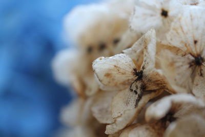 Close-up of wilted plant during winter