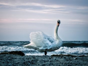 View of bird on beach against sky