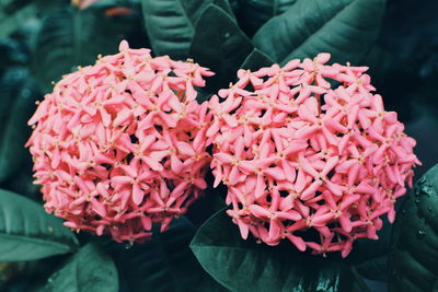 Close-up of pink flowering plant