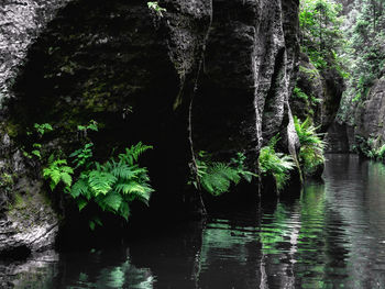 Scenic view of river amidst trees in forest