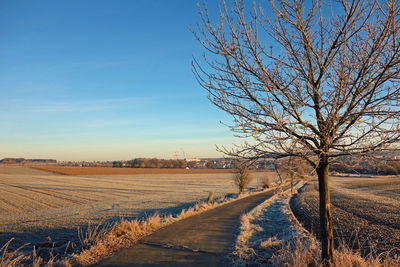 Bare trees on field against sky during winter