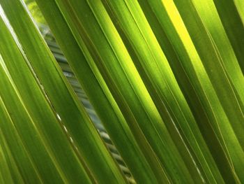 Full frame shot of palm leaves