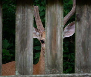 Close-up portrait of deer