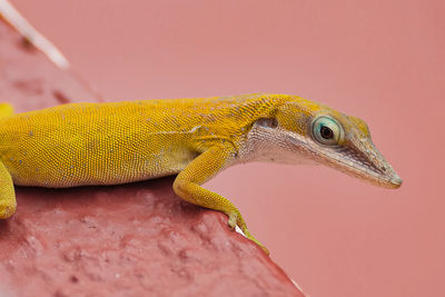 Yellow gecko on a pink wall. cuban wildlife.