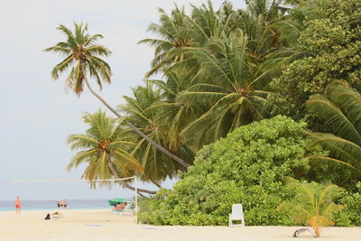 Palm trees on beach against sky