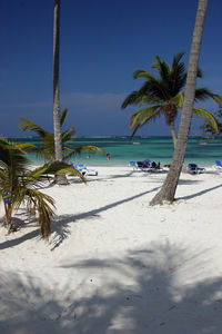 Palm trees on beach
