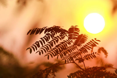 Close-up of leaves against sky during sunset