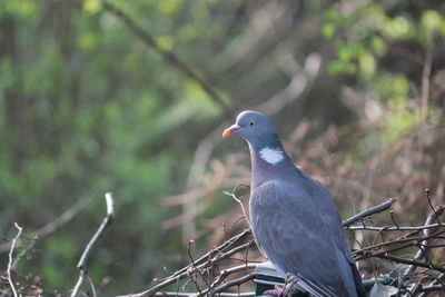 Close-up of bird perching outdoors