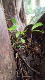 Close-up of lizard on plant