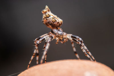 Close-up of spider