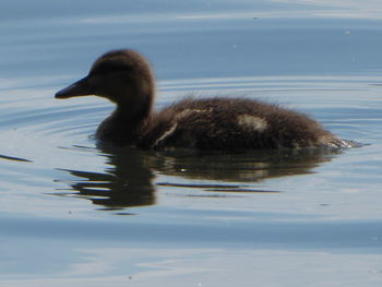 Duck swimming in lake