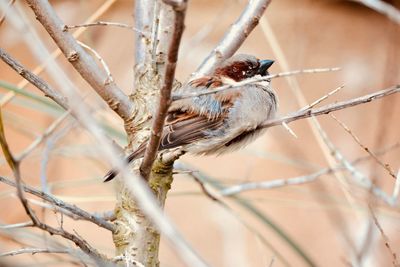 Close-up of bird perching outdoors