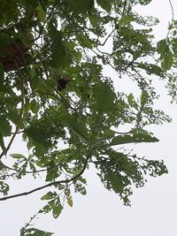 Low angle view of tree against sky