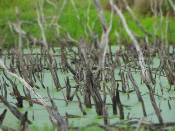 Close-up of trees on field