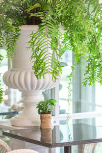 Plants growing in urn on table