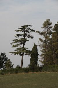 Pine trees on field against sky