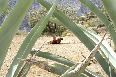 High angle view of bird on plant