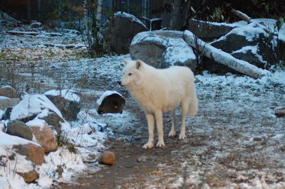 White wolf outdoors during winter