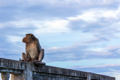 View of monkey on fence against cloudy sky
