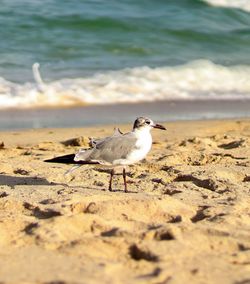 Seagulls perching on a beach