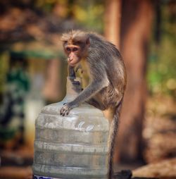 Monkey sitting on plastic bottle in forest