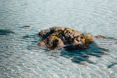 Close-up of crab in sea