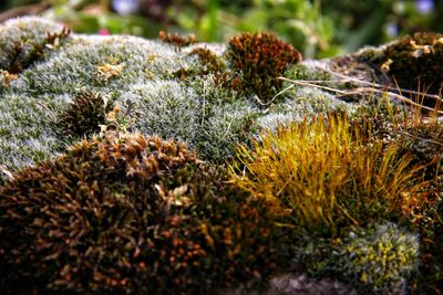 Close-up of lichen growing on field