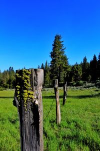 Trees on field against clear blue sky