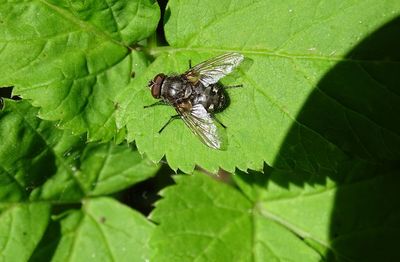 High angle view of fly on leaf