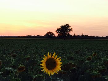 Scenic view of field against sky at sunset