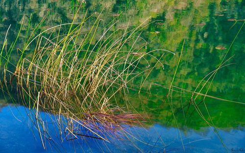 Plants growing by lake