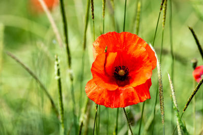 Close-up of red poppy flower