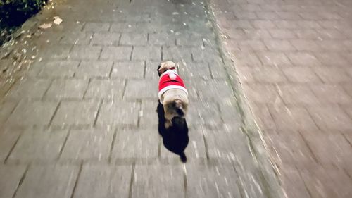 High angle view of woman with dog on footpath