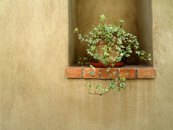 Close-up of ivy on wall