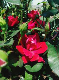 Close-up of pink flowering plant