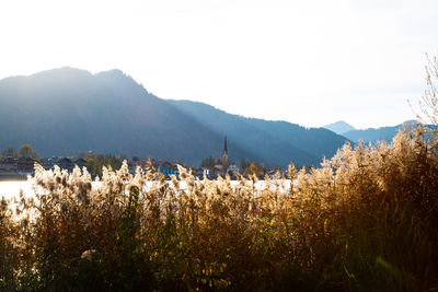 Scenic view of field against clear sky