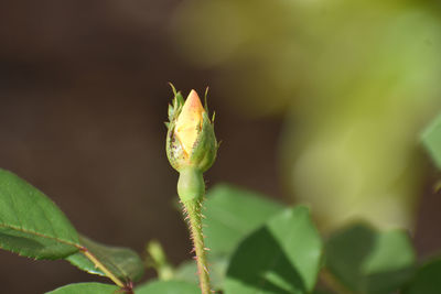 Close-up of flower bud growing outdoors