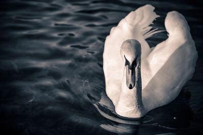 Close-up of swan swimming on lake