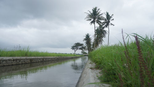 Scenic view of palm trees on field against sky