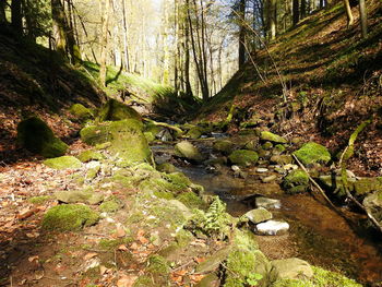 Stream flowing through forest