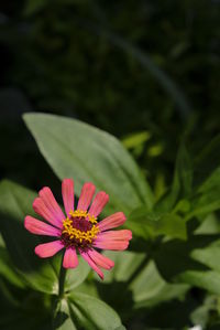 Close-up photo of colorful zinnia flower in the garden.